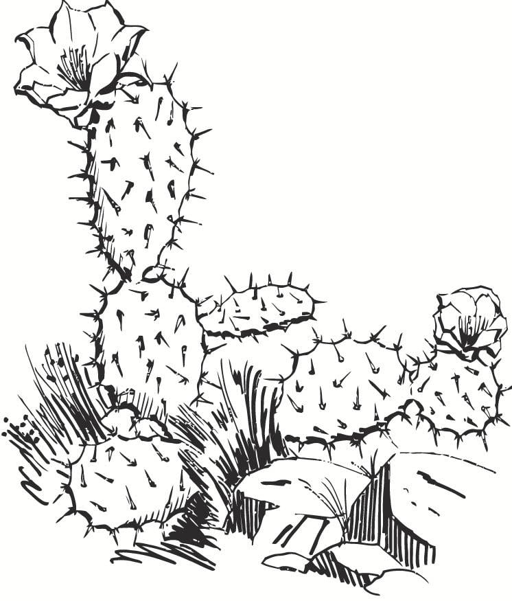 Dibujo para colorear cactus