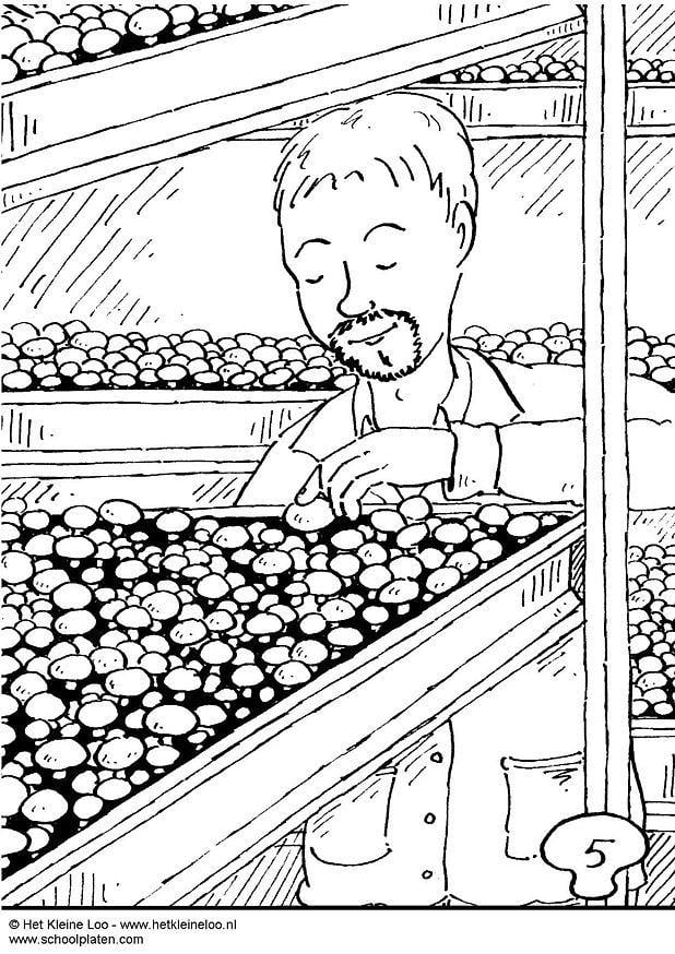 Dibujo para colorear cama de champinones