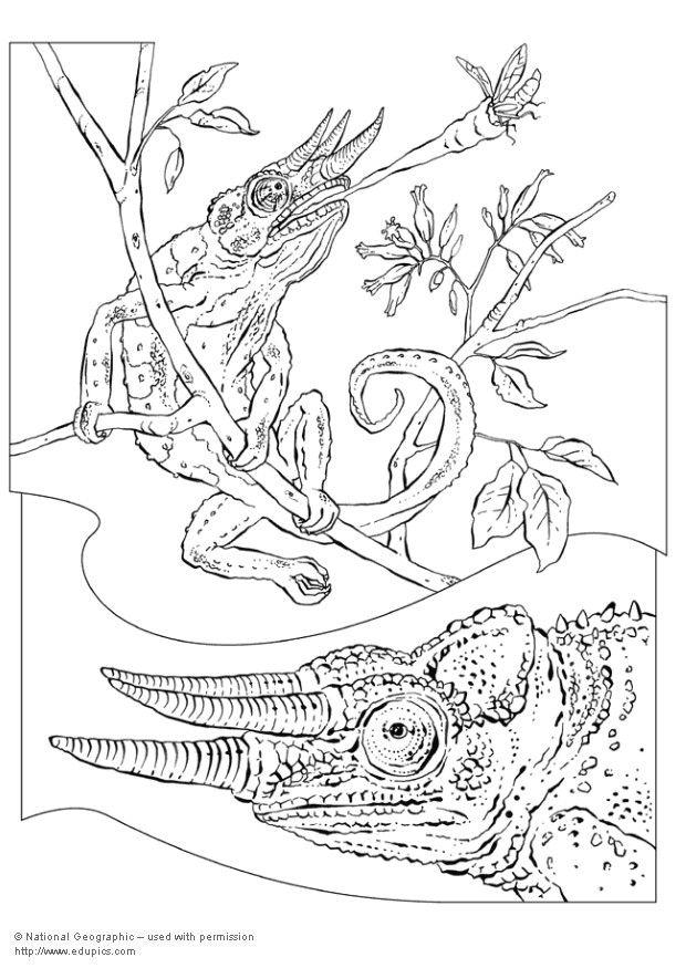Dibujo para colorear camaleA³n