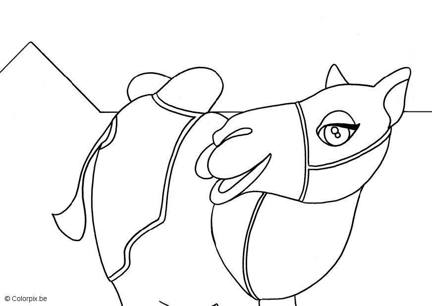 Dibujo para colorear camello