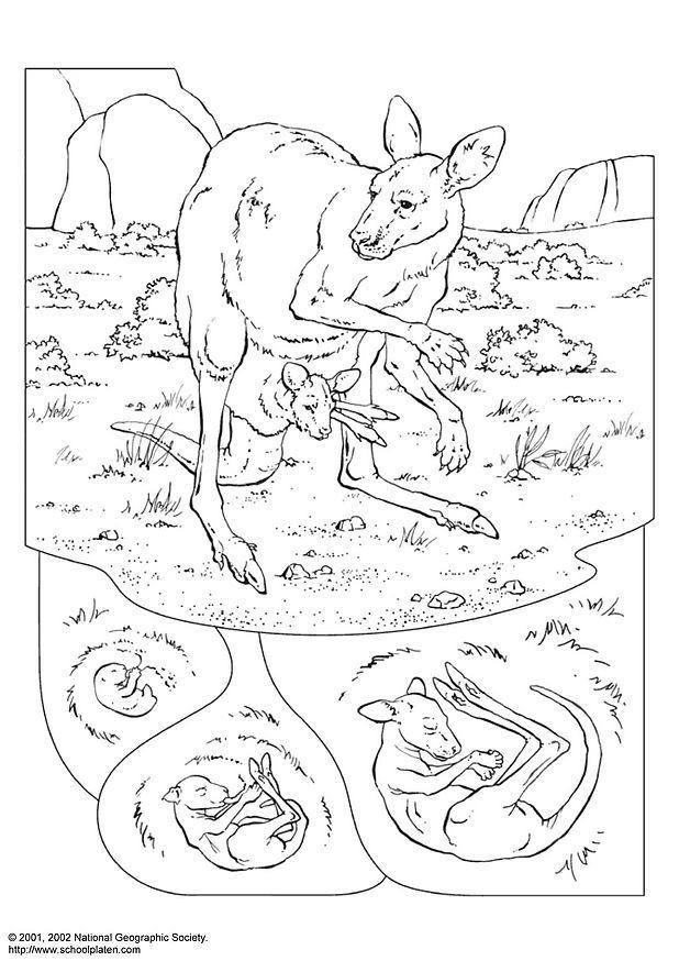 Dibujo para colorear canguro