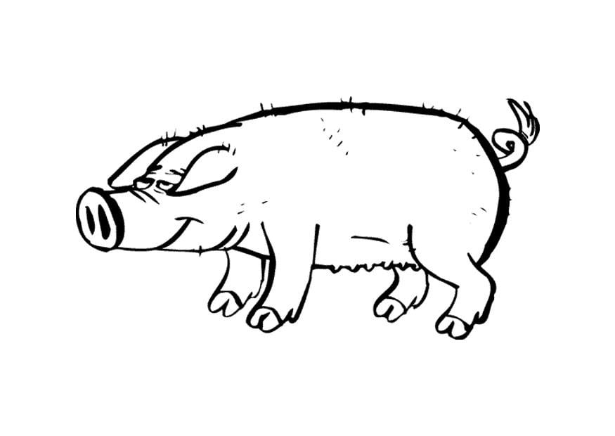 Dibujo para colorear cerdo