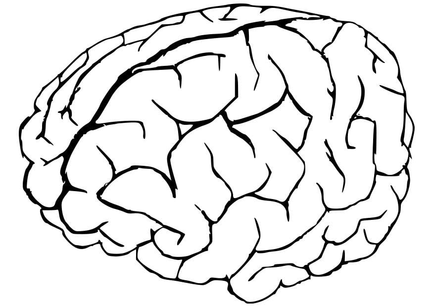 Dibujo para colorear cerebro