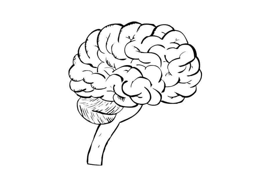 Dibujo para colorear cerebro