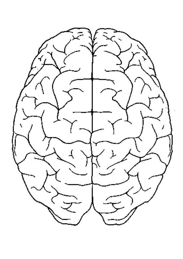 Dibujo para colorear cerebro visto desde arriba