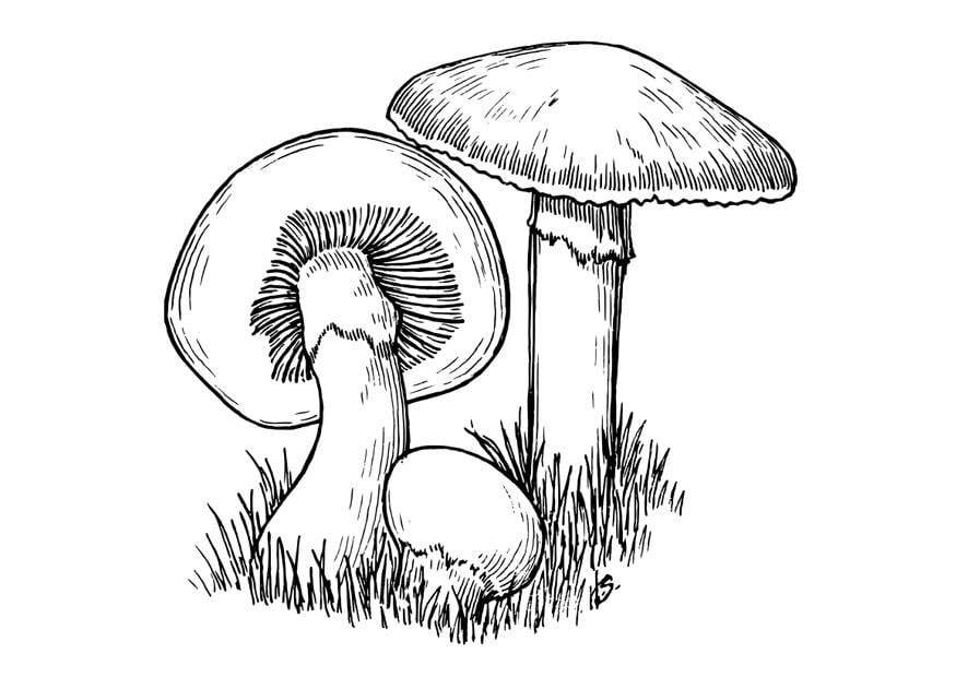 Dibujo para colorear champinones