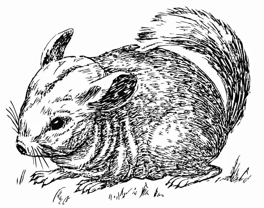 Dibujo para colorear chinchilla