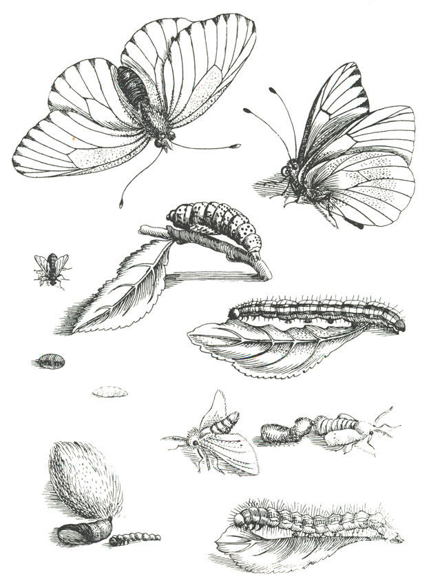 Dibujo para colorear ciclo de una mariposa