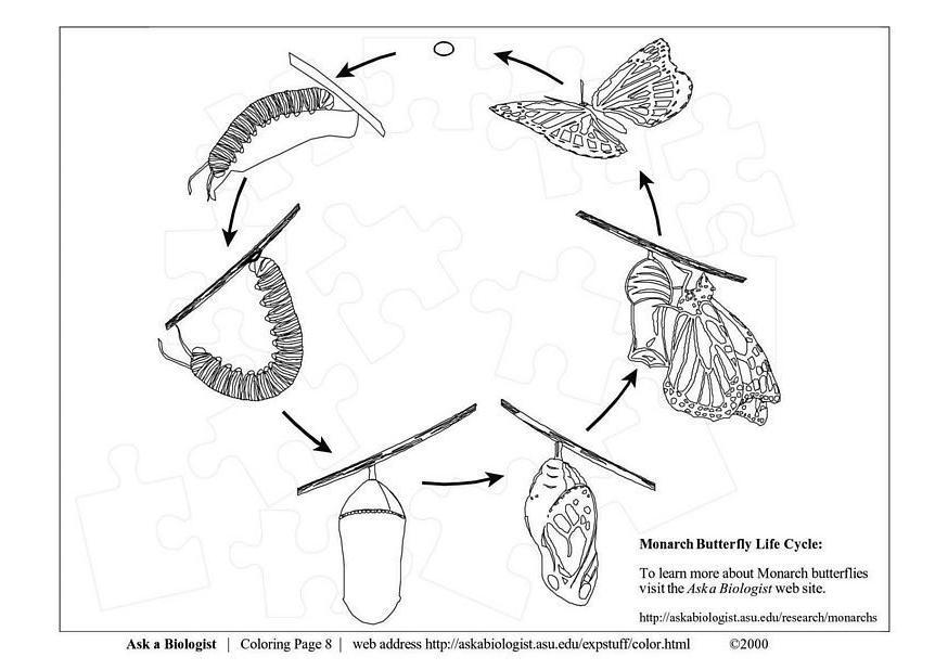 Dibujo para colorear ciclo mariposa