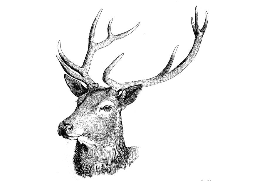 Dibujo para colorear ciervo