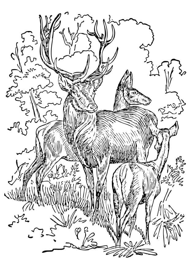 Dibujo para colorear ciervo y cierva