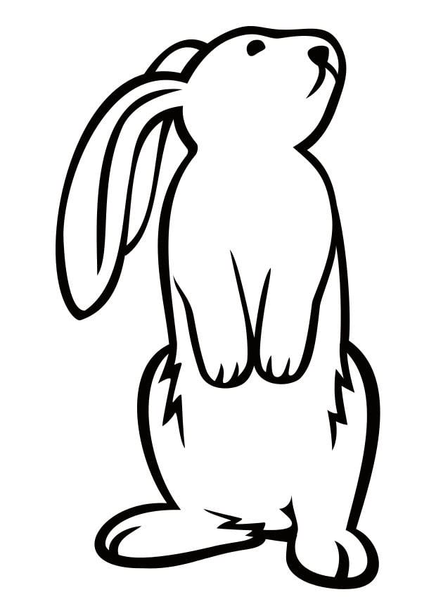 Dibujo para colorear conejo