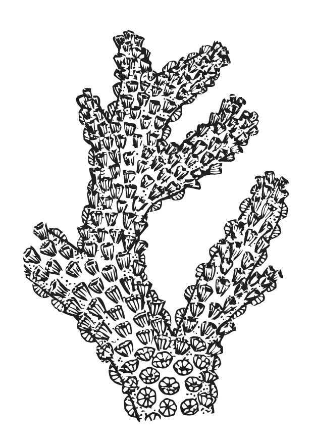 Dibujo para colorear coral