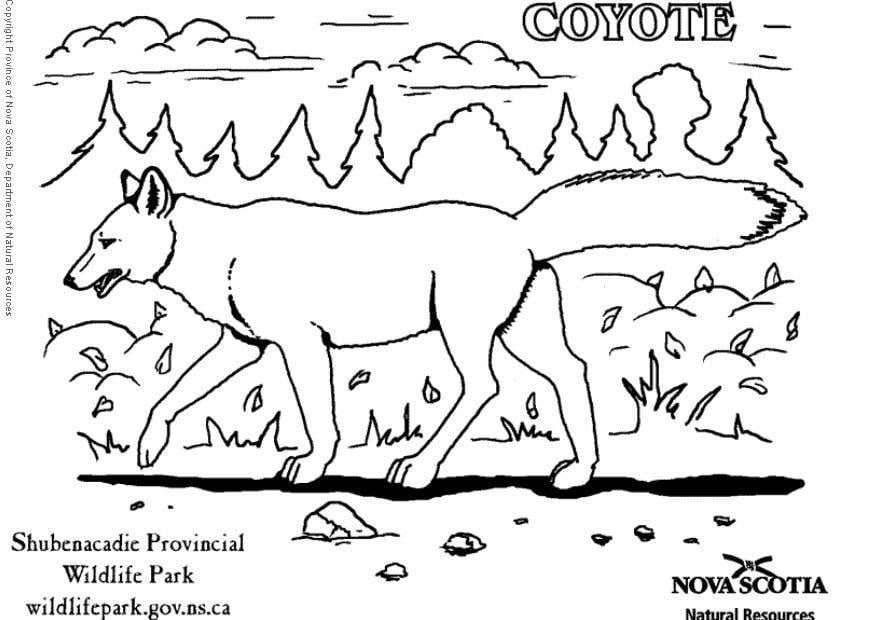 Dibujo para colorear coyote