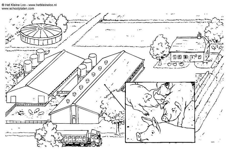 Dibujo para colorear crA­a de ganado porcino