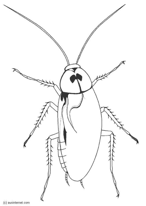 Dibujo para colorear cucaracha