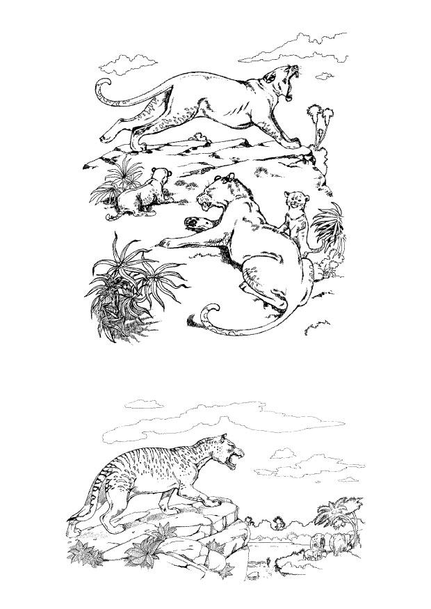 Dibujo para colorear depredadores
