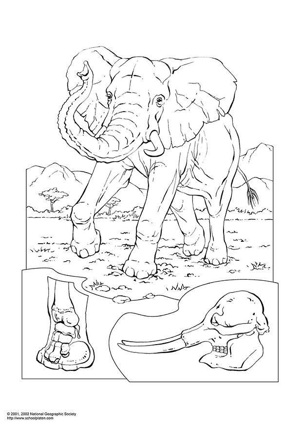 Dibujo para colorear elefante