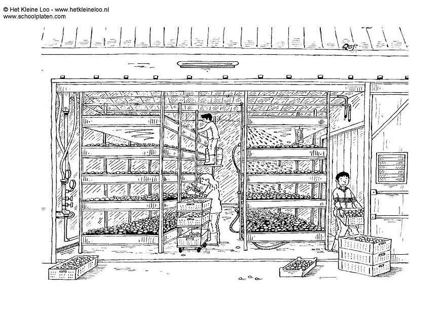 Dibujo para colorear empresa de champinones