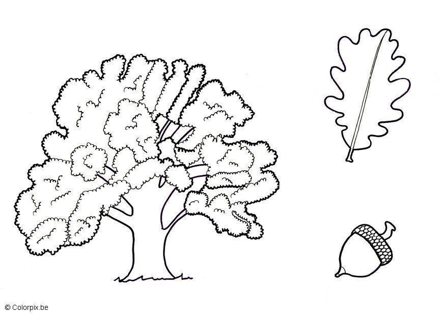 Dibujo para colorear encina