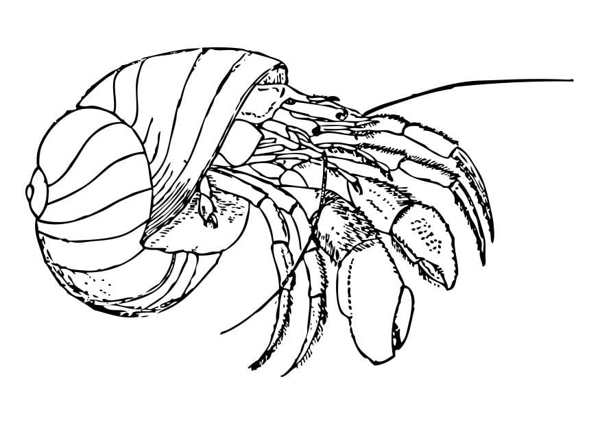Dibujo para colorear ermitano