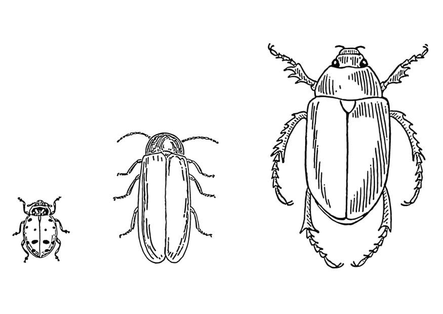 Dibujo para colorear escarabajos