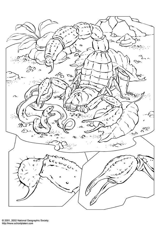 Dibujo para colorear escorpiA³n