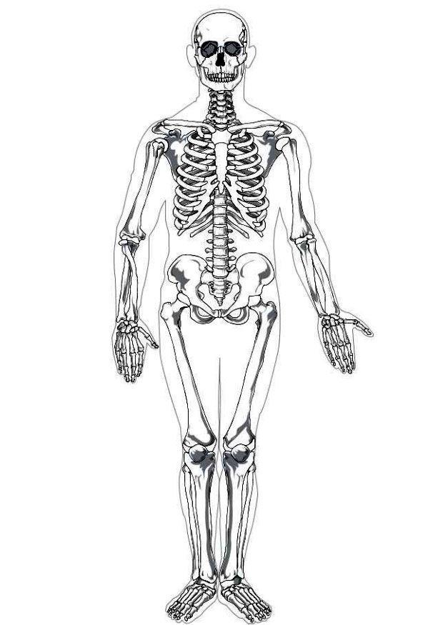 Dibujo para colorear esqueleto humano