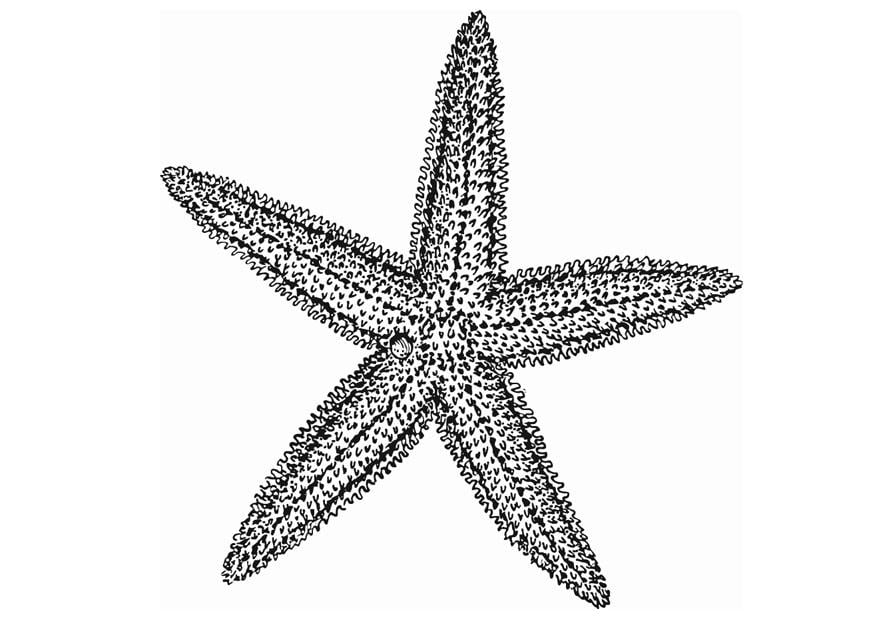 Dibujo para colorear estrella de mar