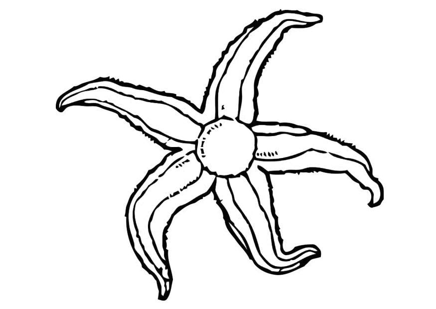 Dibujo para colorear estrella de mar