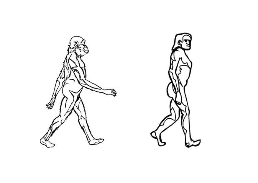 Dibujo para colorear evoluciA³n