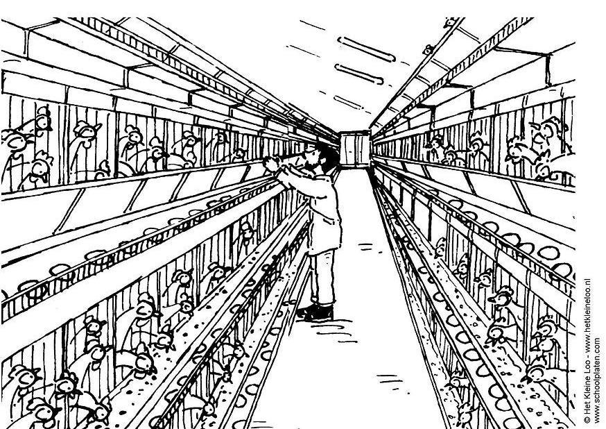 Dibujo para colorear explotaciA³n de pollos