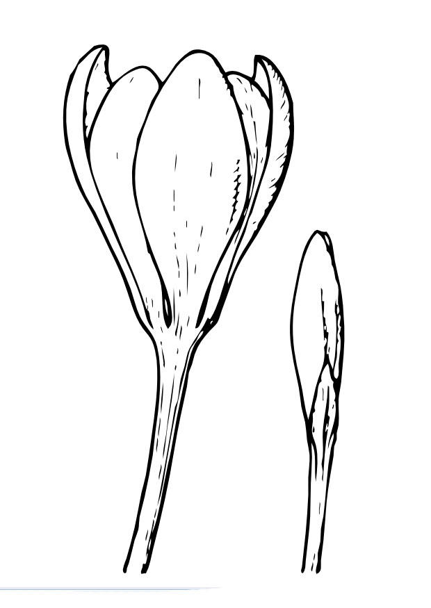 Dibujo para colorear flor del azafrA¡n