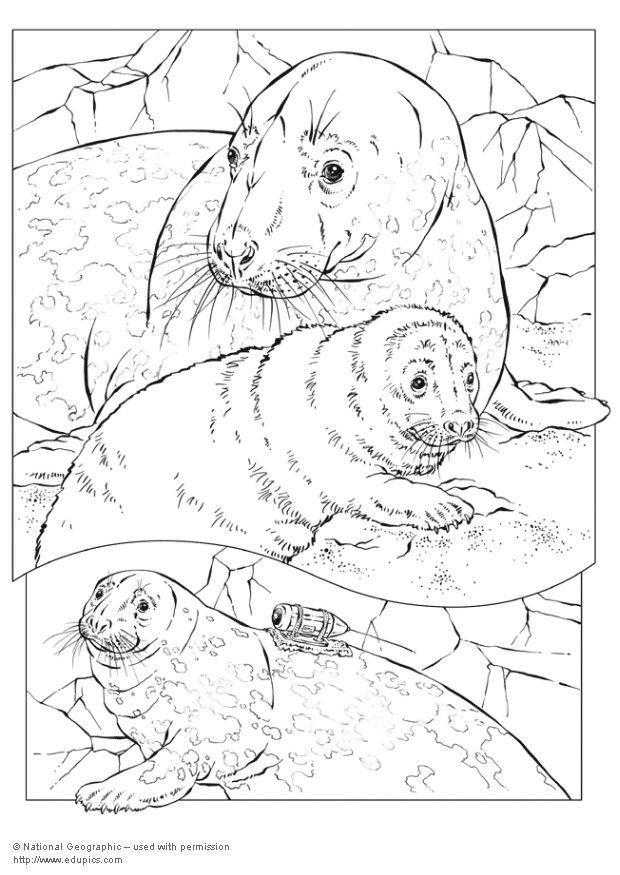 Dibujo para colorear foca gris