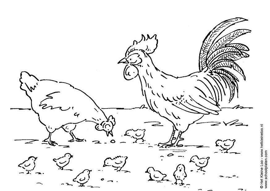 Dibujo para colorear gallina, gallo y polluelo