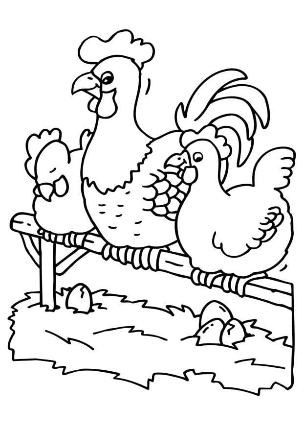 Dibujo para colorear gallo