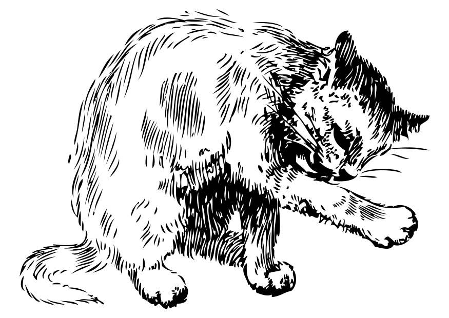 Dibujo para colorear gato