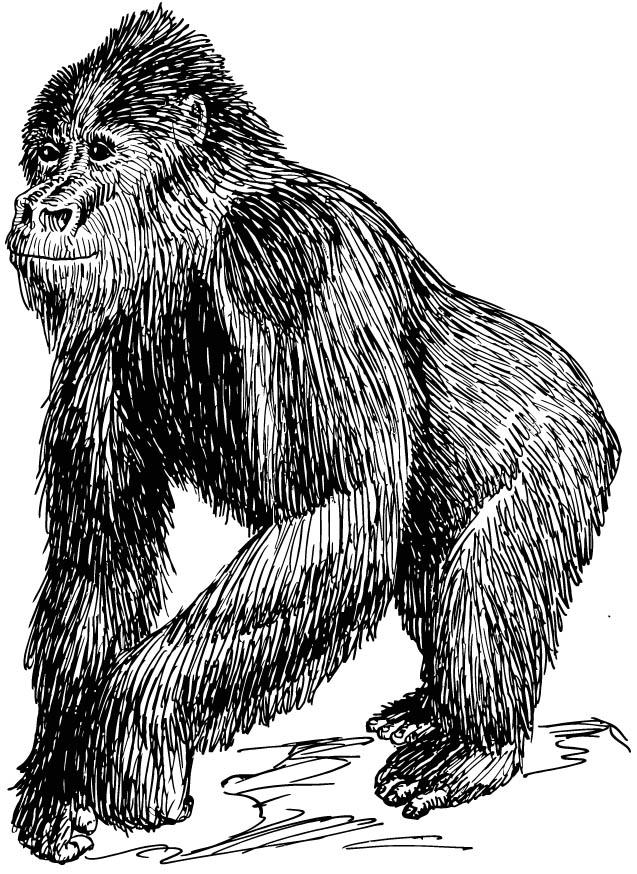 Dibujo para colorear gorila