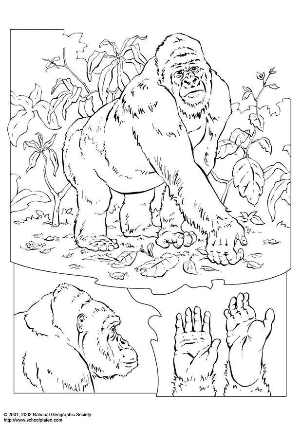 Dibujo para colorear gorila