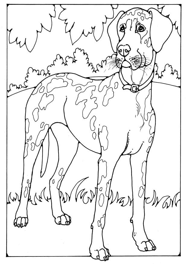 Dibujo para colorear gran danA©s