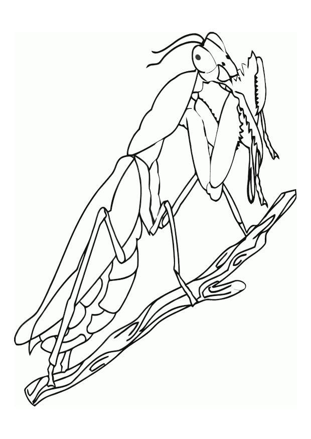 Dibujo para colorear grillo