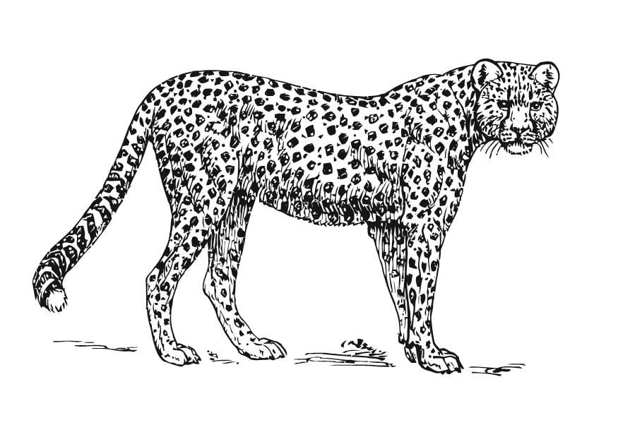 Dibujo para colorear guepardo