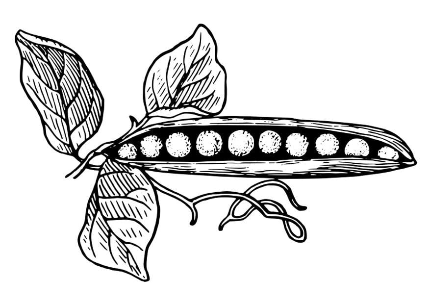 Dibujo para colorear guisantes con vaina