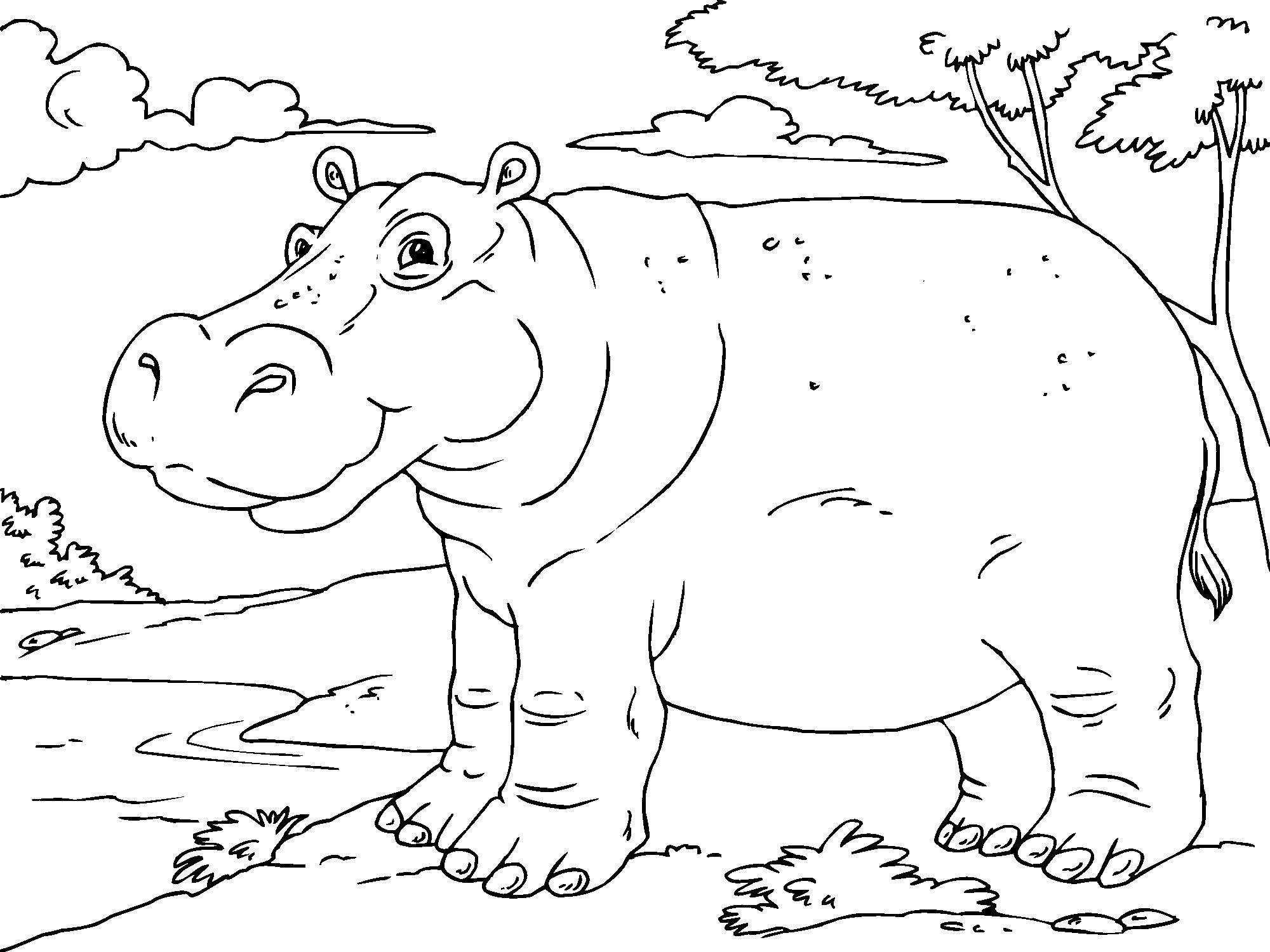 Dibujo para colorear hipopA³tamo
