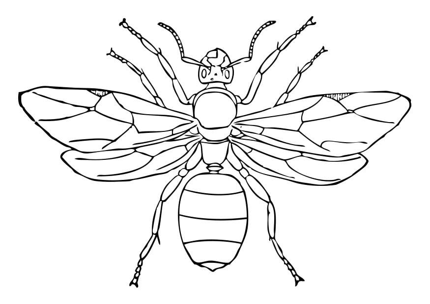 Dibujo para colorear hormiga reina