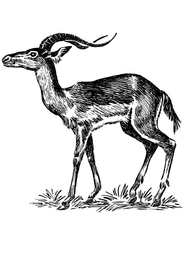 Dibujo para colorear impala