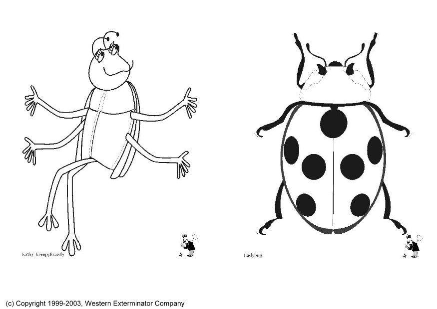 Dibujo para colorear insectos