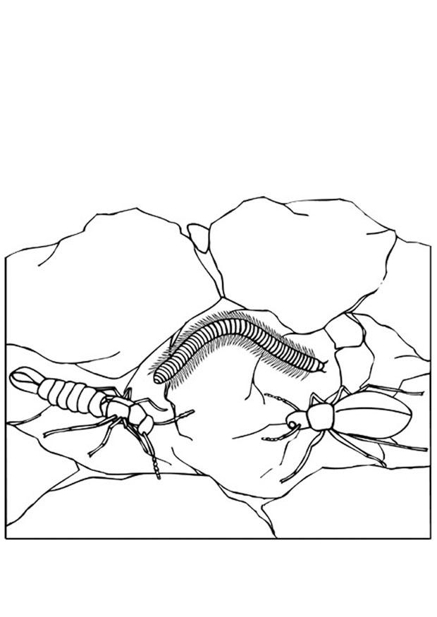 Dibujo para colorear insectos