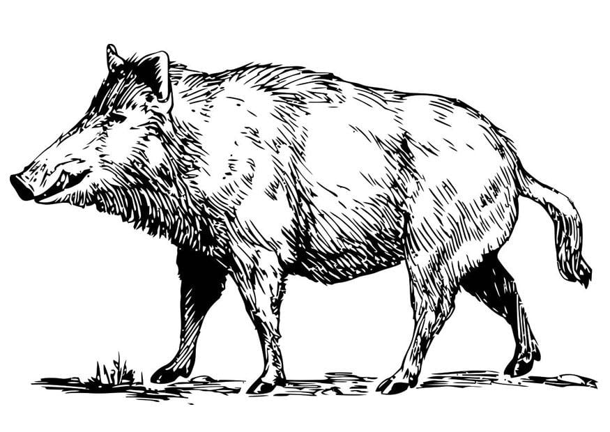 Dibujo para colorear jabalA­