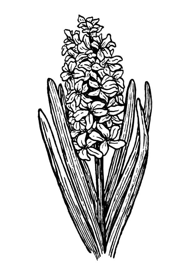 Dibujo para colorear jacinto